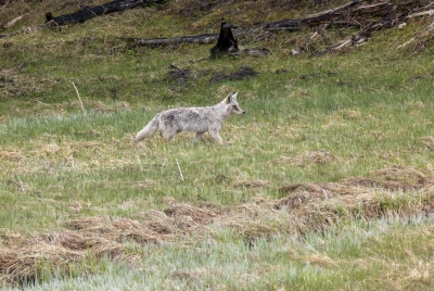 Coyote Yellowstone May 2025